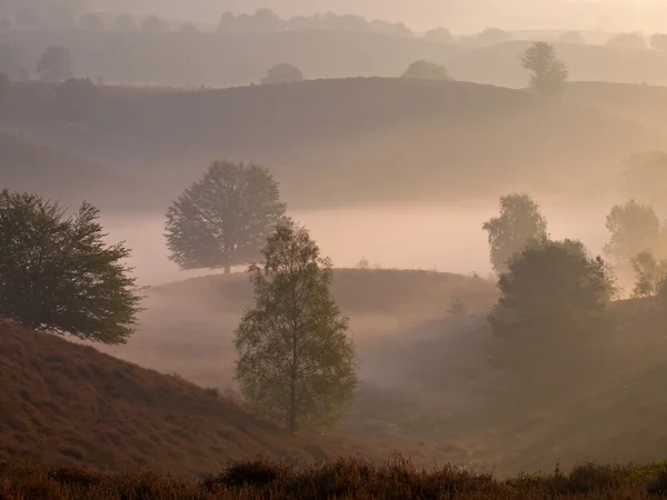 Trees look like silhouettes — Stock Photo, Image