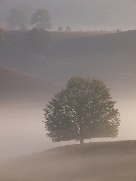 Silhouette dell'albero ritratto sulla collina — Foto Stock