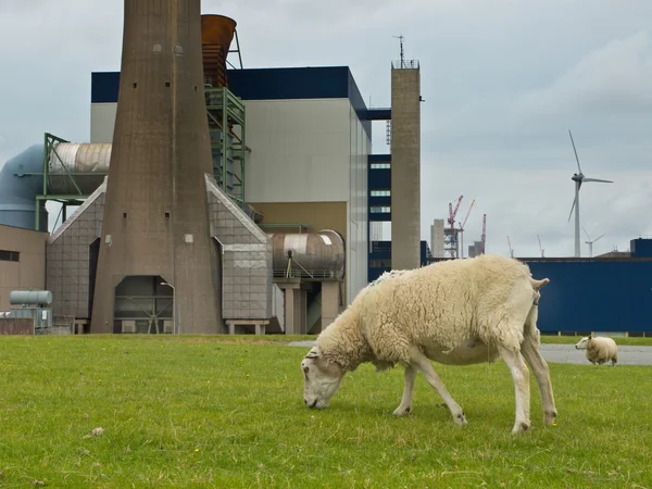 Grazende schapen — Stockfoto