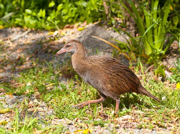 A Weka — Stock Photo, Image