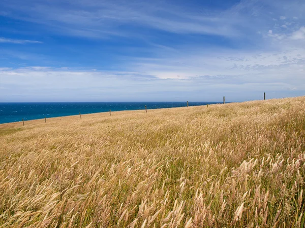 草が茂った丘の背景 — ストック写真