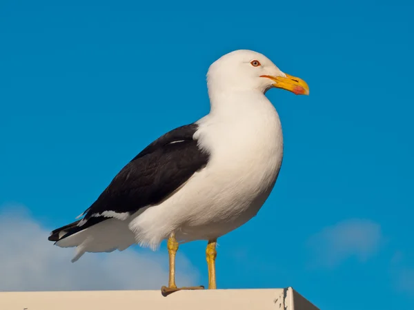 Gaivota de apoio preto — Fotografia de Stock