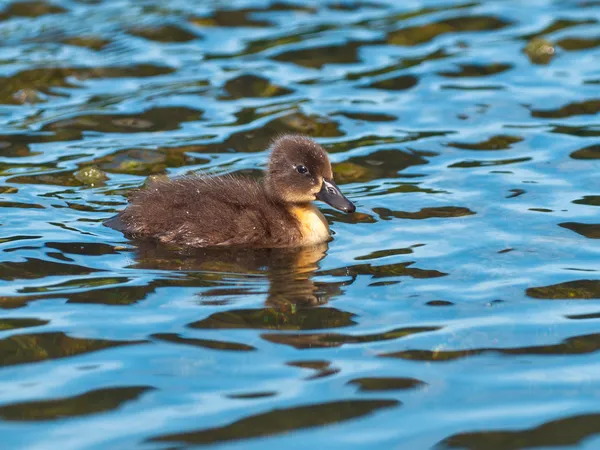 Cute little duckling — Stock Photo, Image