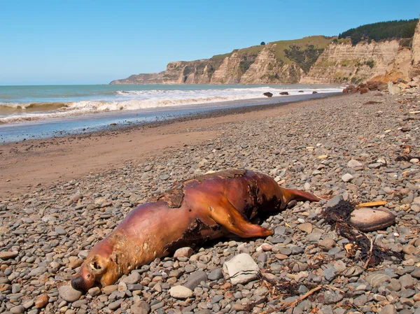 Dead seal — Stock Photo, Image