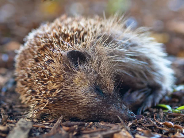 Junge Igel — Stockfoto