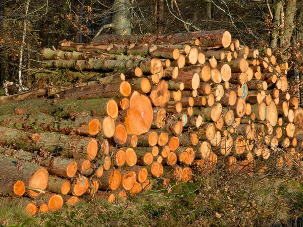 Högen av nyklippt loggar — Stockfoto