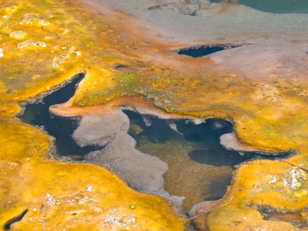 Sulfur eating algae bed — Stock Photo, Image