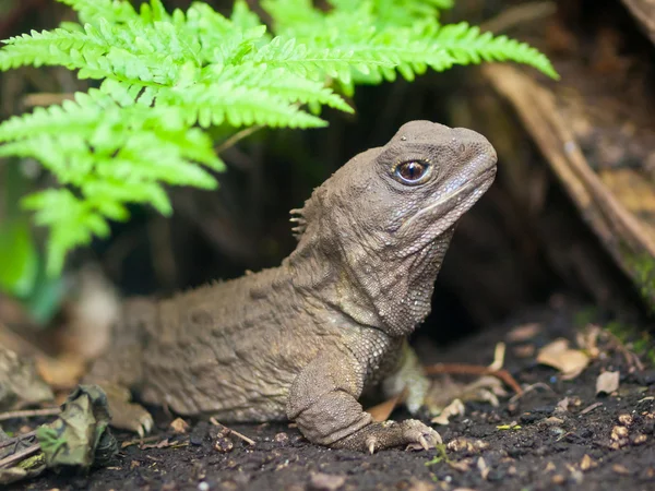 Tuatara Nowa Zelandia rodzimych gad — Zdjęcie stockowe