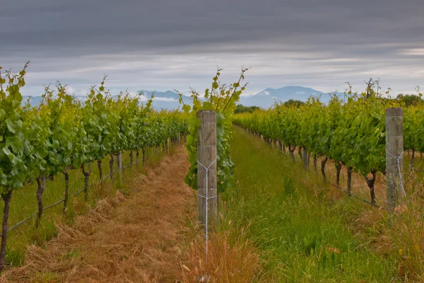 Rangées de vignobles — Photo