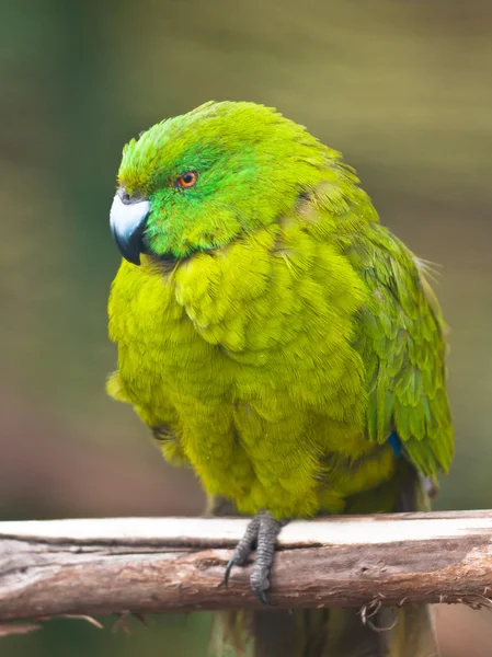 Antípodas isla periquito — Foto de Stock