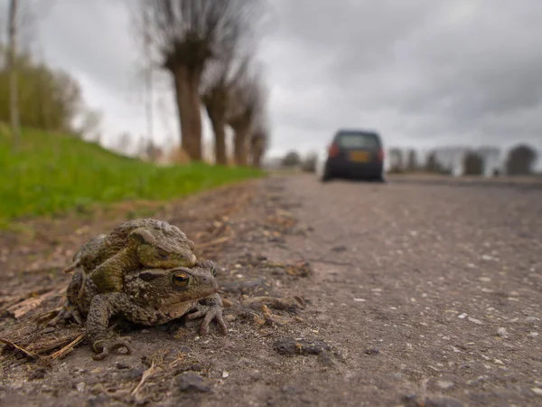 道路を横断はヒキガエルを交尾 — ストック写真