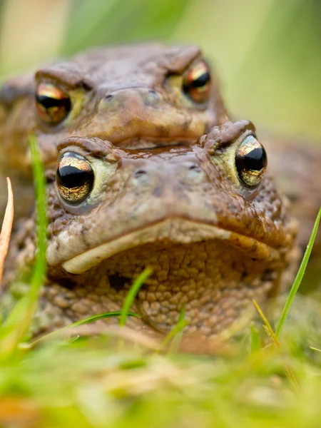 Erdkröte (bufo bufo) in Amplex — Stockfoto