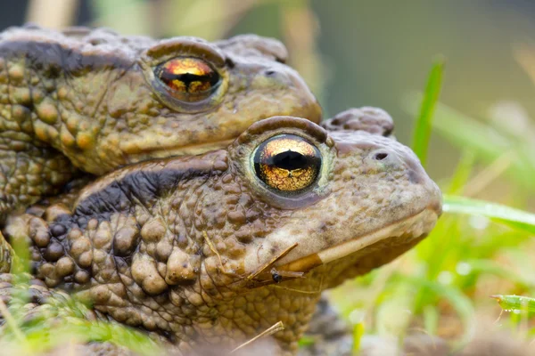 Amplexing iki ortak kurbağa — Stok fotoğraf