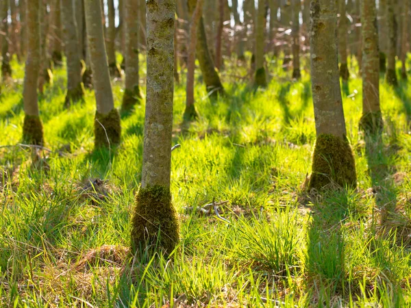 Свежий зеленый лес — стоковое фото