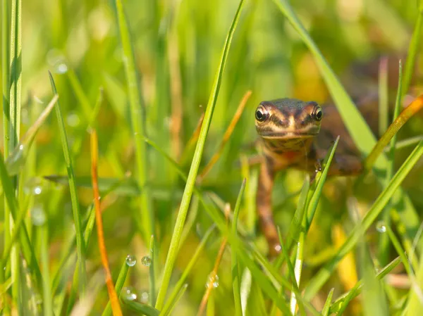 Male newt frontal — Stock Photo, Image