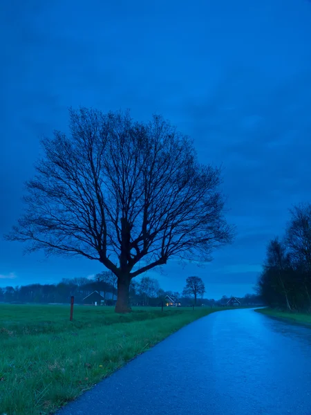 Paysage arbre heure bleue — Photo