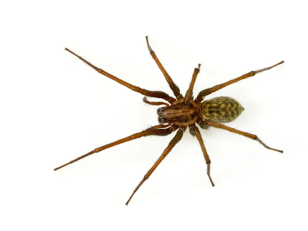 Ijesztő tölcsér web spider — Stock Fotó