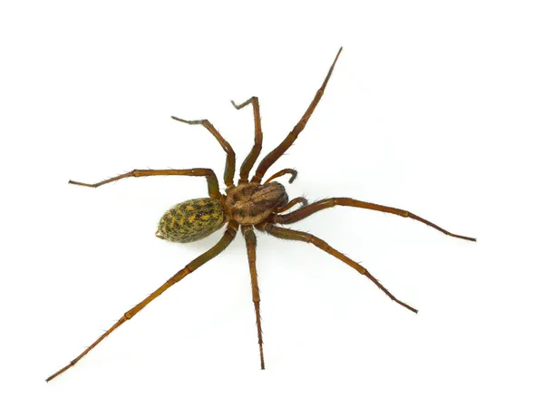 Hairy spider — Stock Photo, Image