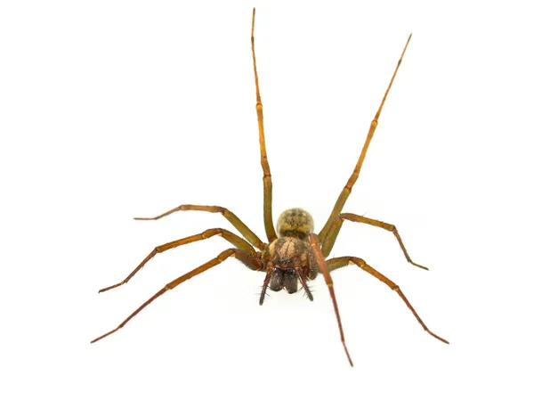 Tölcsér web spider — Stock Fotó