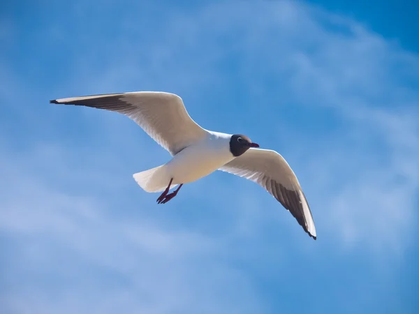 Black-headed gull — Stock Photo, Image