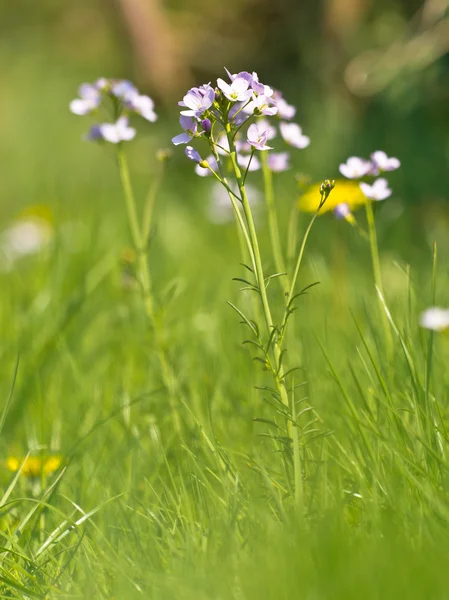 Close up van koekoek bloem — Stockfoto