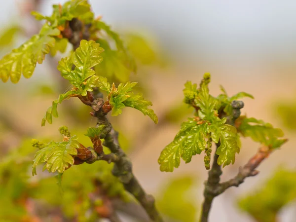 Cultivo de hojas en primavera — Foto de Stock