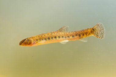 Benekli hava loach