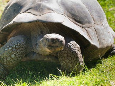 Galapagos kaplumbağası
