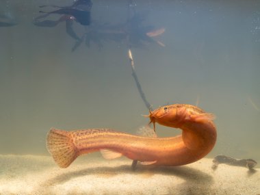 Avrupa hava loach