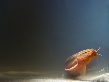 bir güneş ışığı huzmesi olarak hava loach