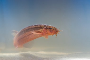 Avrupa hava loach portresi