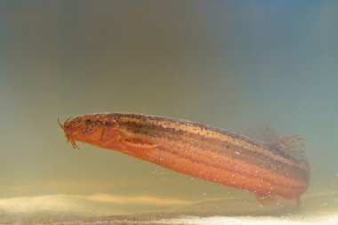 Avrupa hava loach yan
