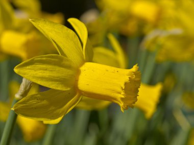 çiçek açan nergis