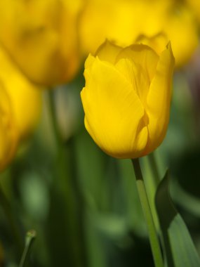 sığ derinlikte Lale