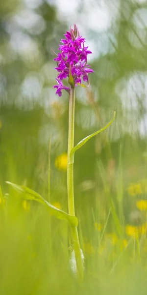 Западная болотная орхидея — стоковое фото