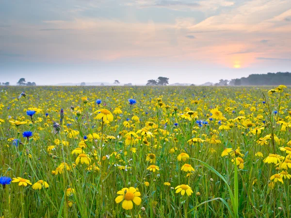 Sarı çiçekli tarla — Stok fotoğraf