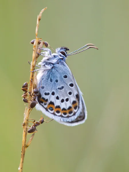 Argento Studded Blue Butterfly in simbiosi con formica rossa — Foto Stock