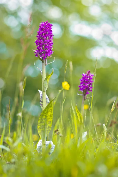 Westelijke moerasorchidee — Stockfoto