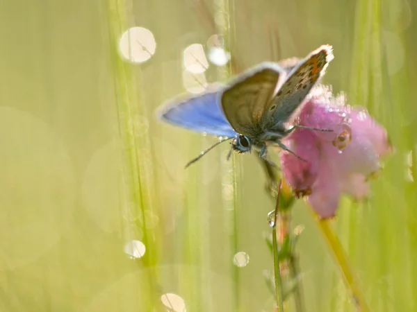 Silver Studded Blue Butterfly — Stock Photo, Image