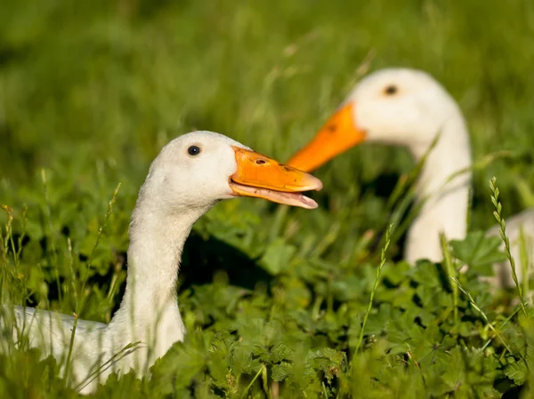 Ett par vita anka — Stockfoto