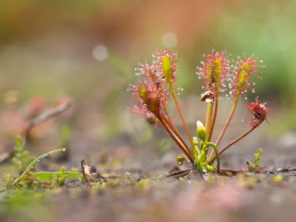 Spoonleaf okrouhlolistá — Stock fotografie