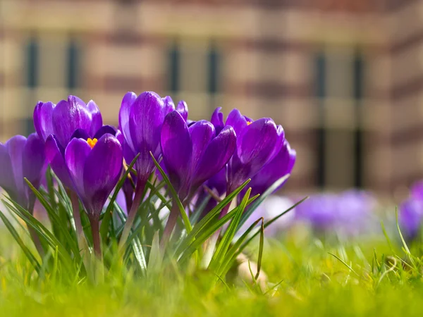 A group of crocus — Stock Photo, Image