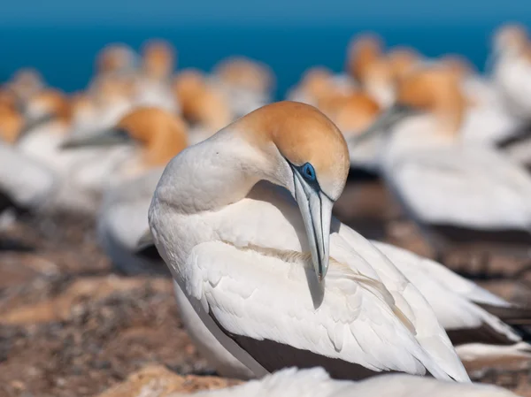 Australasian gannet — Stock fotografie