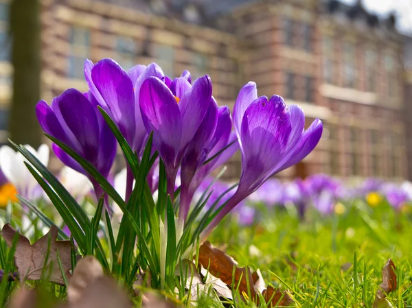 Kwitnący fioletowy krokus — Zdjęcie stockowe