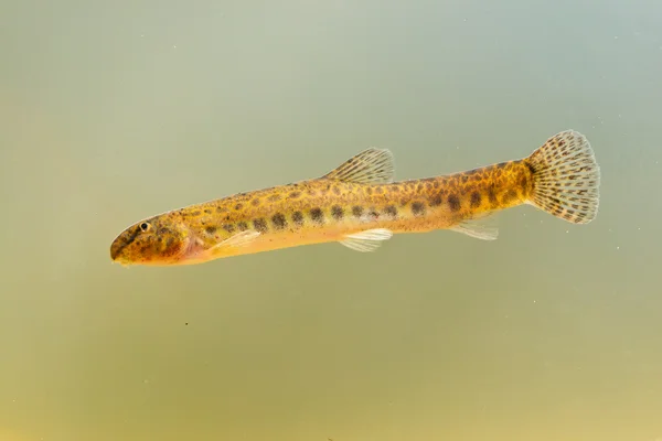 Gevlekte weer loach — Stockfoto