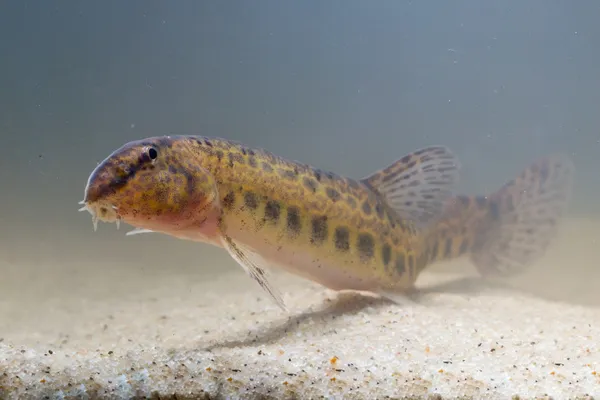 Gevlekte weer loach rusten — Stockfoto