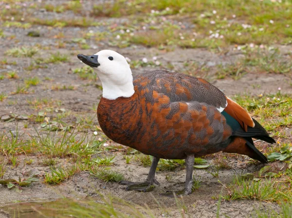 Female paradise duck — Stock Photo, Image