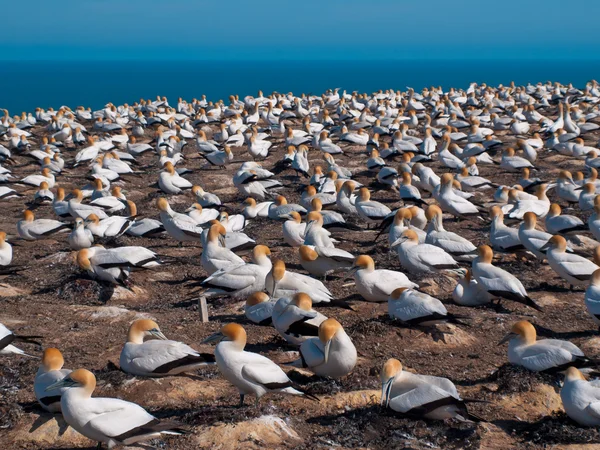 Kolonii Gannet — Zdjęcie stockowe