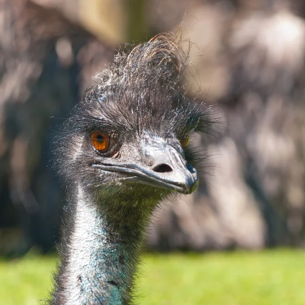 Head of an emu — Stock Photo, Image