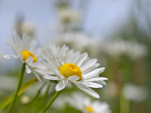 Oxeye daisy — Stock Photo, Image